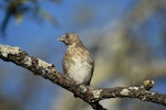 Common redpoll. Juvenile. Feilding, January 2022. Image © Ross Downes by Ross Downes.