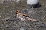 Common redpoll. Bathing. Canterbury, December 2008. Image © Peter Reese by Peter Reese.