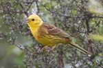 Yellowhammer | Hurukōwhai. Adult male. Glenorchy lagoon walkway, December 2017. Image © Rob Lynch by Rob Lynch.