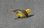 Yellowhammer | Hurukōwhai. Adult male. Wanganui, November 2007. Image © Ormond Torr by Ormond Torr.