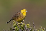 Yellowhammer | Hurukōwhai. Adult male. Near Cape Foulwind, November 2011. Image © Sonja Ross by Sonja Ross.