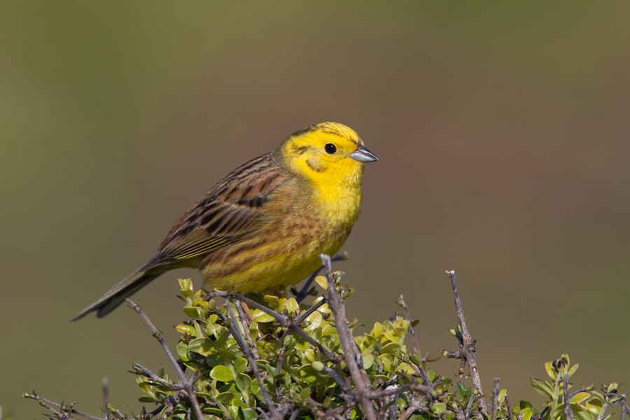 Yellowhammer | Hurukōwhai. Adult male. Near Cape Foulwind, November 2011. Image © Sonja Ross by Sonja Ross.