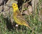 Yellowhammer | Hurukōwhai. Adult male. Whitireia Park, July 2016. Image © Robert Hanbury-Sparrow by Robert Hanbury-Sparrow.