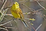 Yellowhammer | Hurukōwhai. Adult male. Te Awanga, Hawke's Bay, September 2008. Image © Dick Porter by Dick Porter.