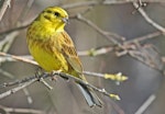 Yellowhammer | Hurukōwhai. Adult male. Cape Kidnappers, September 2008. Image © Dick Porter by Dick Porter.