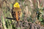 Yellowhammer | Hurukōwhai. Adult male. Motueka coastal walkway, July 2013. Image © Rob Lynch by Rob Lynch.