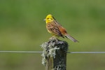 Yellowhammer | Hurukōwhai. Adult male. Rangiriri. Image © Noel Knight by Noel Knight.