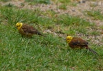 Yellowhammer | Hurukōwhai. Two males feeding. Maud Island, October 2008. Image © Peter Reese by Peter Reese.