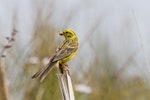 Yellowhammer | Hurukōwhai. Adult female with cicada. Lake Okareka, February 2012. Image © Raewyn Adams by Raewyn Adams.