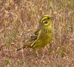 Yellowhammer | Hurukōwhai. Adult female. Nelson sewage ponds, November 2013. Image © Rebecca Bowater by Rebecca Bowater FPSNZ AFIAP.