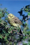 Yellowhammer | Hurukōwhai. Adult male. Lake Ohau, November 1982. Image © Department of Conservation by Rod Morris.