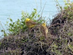 Yellowhammer | Hurukōwhai. Adult male (left) & female (right). Catlins, November 2011. Image © James Mortimer by James Mortimer.