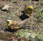 Yellowhammer | Hurukōwhai. Pair; female behind male. Battle Hill Farm Forest Park, December 2015. Image © Robert Hanbury-Sparrow by Robert Hanbury-Sparrow.