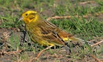 Yellowhammer | Hurukōwhai. Adult female. Wanganui, September 2009. Image © Ormond Torr by Ormond Torr.