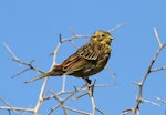 Yellowhammer | Hurukōwhai. Immature. Wanganui, February 2013. Image © Ormond Torr by Ormond Torr.