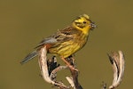 Yellowhammer | Hurukōwhai. Female carrying food for young. Wanganui, January 2008. Image © Ormond Torr by Ormond Torr.