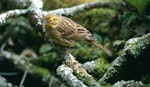 Yellowhammer | Hurukōwhai. Adult female. Rotorua, September 2001. Image © Terry Greene by Terry Greene.