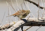 Yellowhammer | Hurukōwhai. Immature. Whangaehu River estuary, February 2013. Image © Ormond Torr by Ormond Torr.