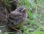 Yellowhammer | Hurukōwhai. Fledgling. Hungary, May 2019. Image © Tamas Zeke by Tamas Zeke.