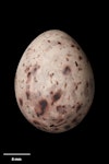 Yellowhammer | Hurukōwhai. Egg 20.3 x 15.7 mm (NMNZ OR.029545, collected by G.W. Gilbert). England. Image © Te Papa by Jean-Claude Stahl.