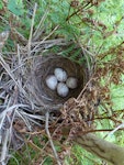 Yellowhammer | Hurukōwhai. Nest and eggs. Bushy Park, December 2014. Image © Peter Frost by Peter Frost.