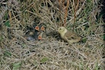 Yellowhammer | Hurukōwhai. Adult female at nest containing chicks. Image © Department of Conservation (image ref: 10031798) by Mike Soper.