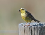 Yellowhammer | Hurukōwhai. Adult male (moulting) holding a cicada. Potts Road near Whitford, January 2016. Image © Marie-Louise Myburgh by Marie-Louise Myburgh.