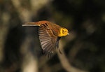 Yellowhammer | Hurukōwhai. Male in flight. Wanganui, July 2010. Image © Ormond Torr by Ormond Torr.