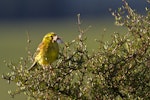 Yellowhammer | Hurukōwhai. Adult with moth. Otago, December 2012. Image © Glenda Rees by Glenda Rees.