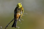 Yellowhammer | Hurukōwhai. Male singing. Kaikoura Peninsula, January 2013. Image © Brian Anderson by Brian Anderson.