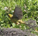 Yellowhammer | Hurukōwhai. Female taking off. Battle Hill Farm Forest Park, December 2015. Image © Robert Hanbury-Sparrow by Robert Hanbury-Sparrow.