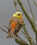 Yellowhammer | Hurukōwhai. Singing male. Wanganui, January 2007. Image © Ormond Torr by Ormond Torr.