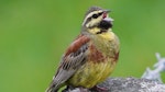 Cirl bunting. Adult male singing. Kaikoura, November 2015. Image © Alan Shaw by Alan Shaw.