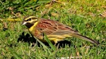 Cirl bunting. Adult male. South Bay, Kaikoura, September 2020. Image © Alan Shaw by Alan Shaw.