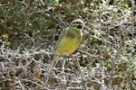 Cirl bunting. Adult male. Wainuiomata Coast, November 2014. Image © Duncan Watson by Duncan Watson.