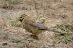 Cirl bunting. Adult male. Halswell quarry, Christchurch, February 2019. Image © Greg McKenzie by Greg McKenzie.