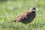 Cirl bunting. Adult male, feeding on lawn. Tasman Bay, Nelson, September 2014. Image © Rob Lynch by Rob Lynch.