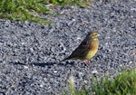 Cirl bunting. Male. Kaikoura, May 2009. Image © Duncan Watson by Duncan Watson.