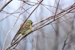 Cirl bunting. Adult male in breeding plumage. Auxerre, France, February 2017. Image © Cyril VAthelet by Cyril Vathelet.