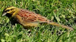 Cirl bunting. Adult male. South Bay, Kaikoura, September 2020. Image © Alan Shaw by Alan Shaw.