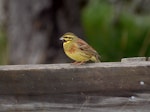 Cirl bunting. Adult male. Marlborough, August 2009. Image © Peter Reese by Peter Reese.