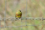 Cirl bunting. Adult male. Bas Rebourseaux, France, April 2016. Image © Cyril Vathelet by Cyril Vathelet.