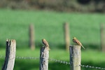 Cirl bunting. Breeding pair. Venoy, France, April 2016. Image © Cyril Vathelet by Cyril Vathelet.