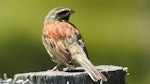 Cirl bunting. Adult male showing rump. Kaikoura, November 2015. Image © Alan Shaw by Alan Shaw.