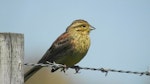 Cirl bunting. Adult female. Kaikoura, November 2015. Image © Alan Shaw by Alan Shaw.