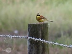 Cirl bunting. Adult male. Blenheim, November 2019. Image © Scott Brooks (ourspot) by Scott Brooks.