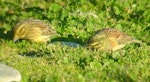 Cirl bunting. Female (left) and male non-breeding. Wakapuaka, Nelson, July 2006. Image © Nicholas Allen by Nicholas Allen.