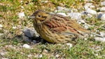 Cirl bunting. Adult female. South Bay, Kaikoura, September 2020. Image © Alan Shaw by Alan Shaw.