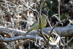 Cirl bunting. Adult female perched on branch. Wainuiomata Coast, November 2014. Image © Duncan Watson by Duncan Watson.