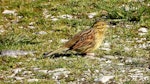 Cirl bunting. Adult female. South Bay, Kaikoura, August 2020. Image © Alan Shaw by Alan Shaw.